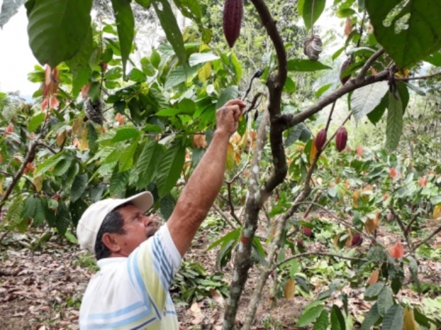 Investigación de Fedecacao en GRAHINCA